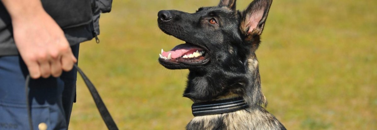 studieafgift Framework Han Hundeadfærdsterapeut i Nordjylland | Seca´s Hundecenter